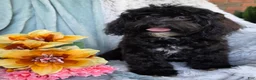 Shihpoo dogs for sale: Bella Dawn - Ad 9