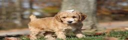 Miniature Poodle dogs for sale: June (AKC) - Ad 8