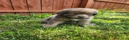 Tibetan Mastiff dogs for sale: Cleo - Ad 5