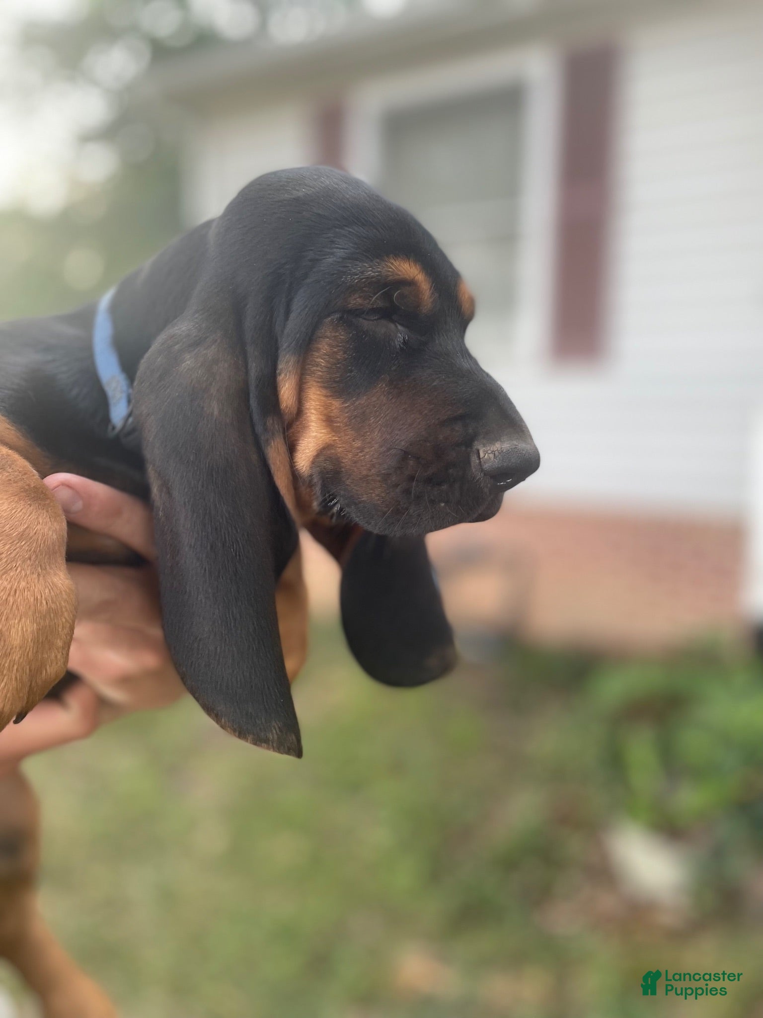Basset Hound dogs Betty (blue collar) - Ad 2