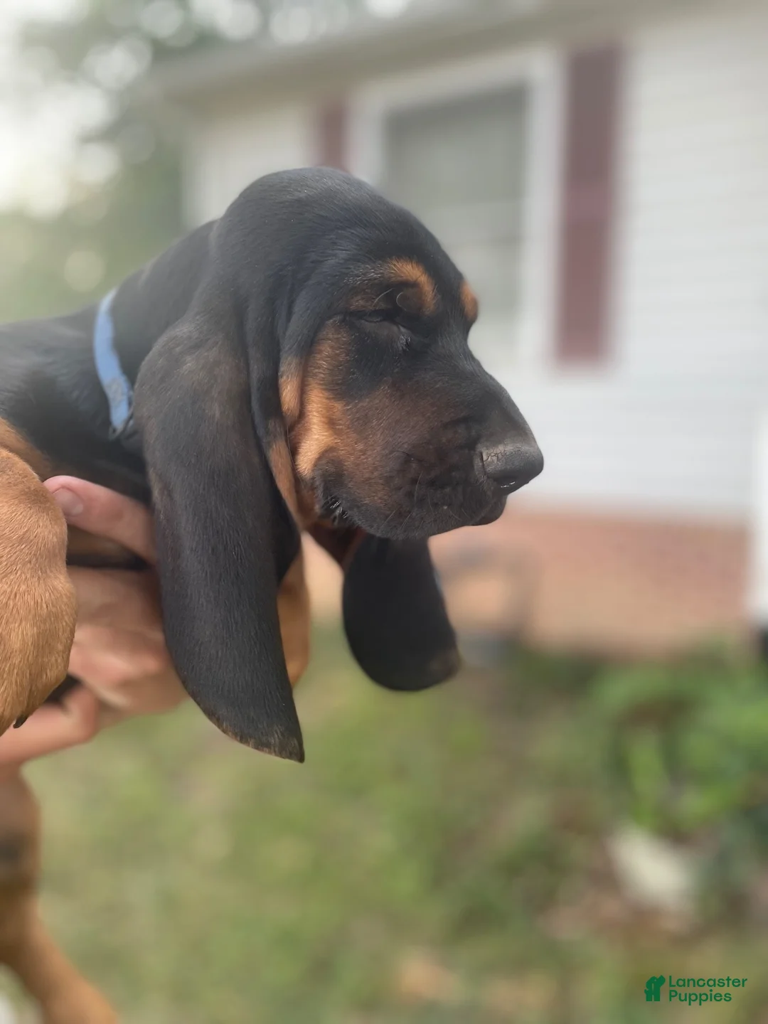 Basset Hound dogs for sale: Betty (blue collar) - Ad 2