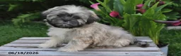 Teddy Bear dogs for sale: Penny - Ad 5
