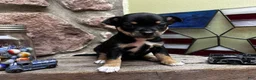 Chihuahua dogs for sale: 🐾Maggie~Black/tan Chihuahua - Ad 5