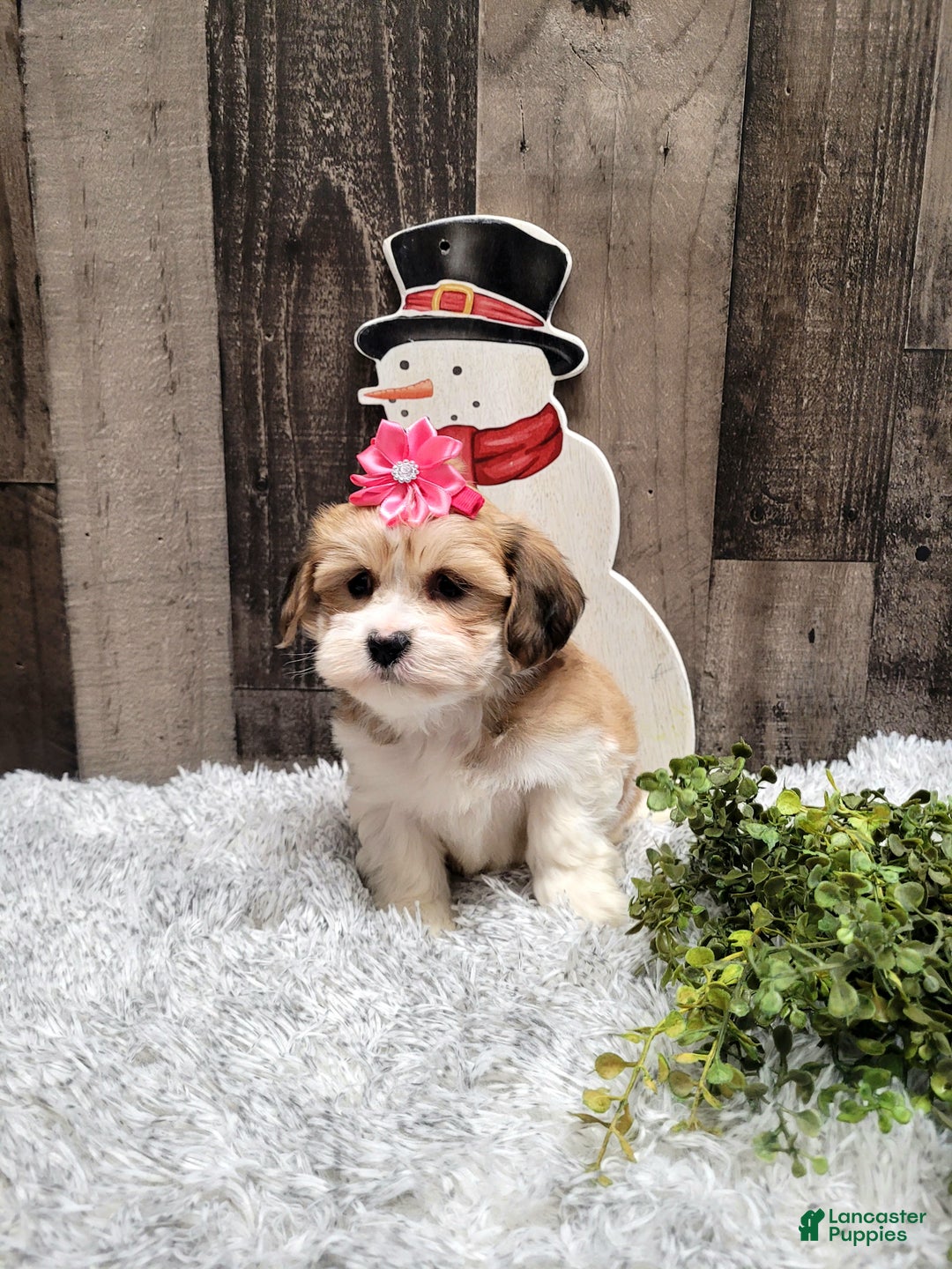 Teddy Bear dogs for sale: Willow - Ad 6