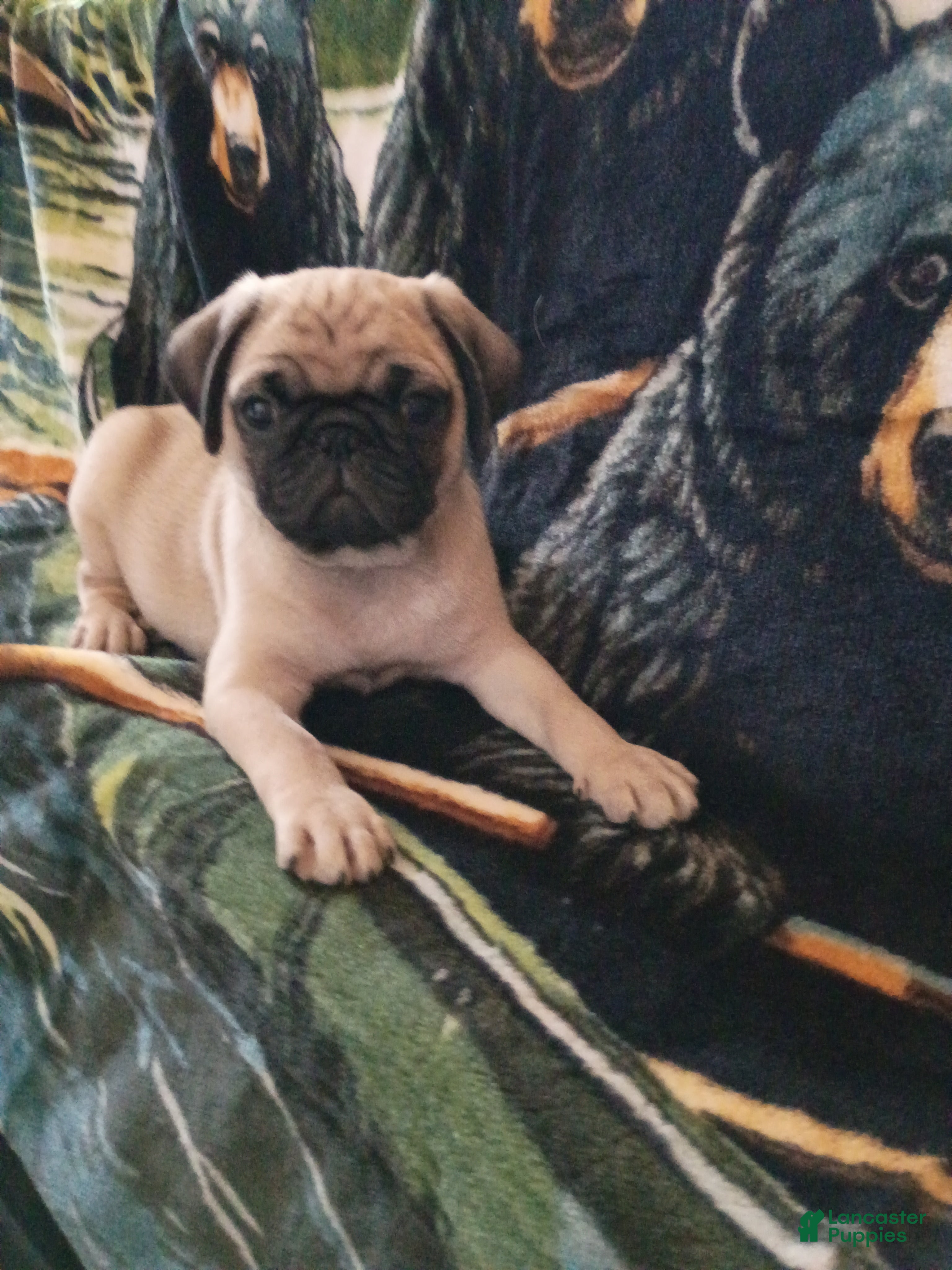 Pug dogs Pug 2 - Ad 19