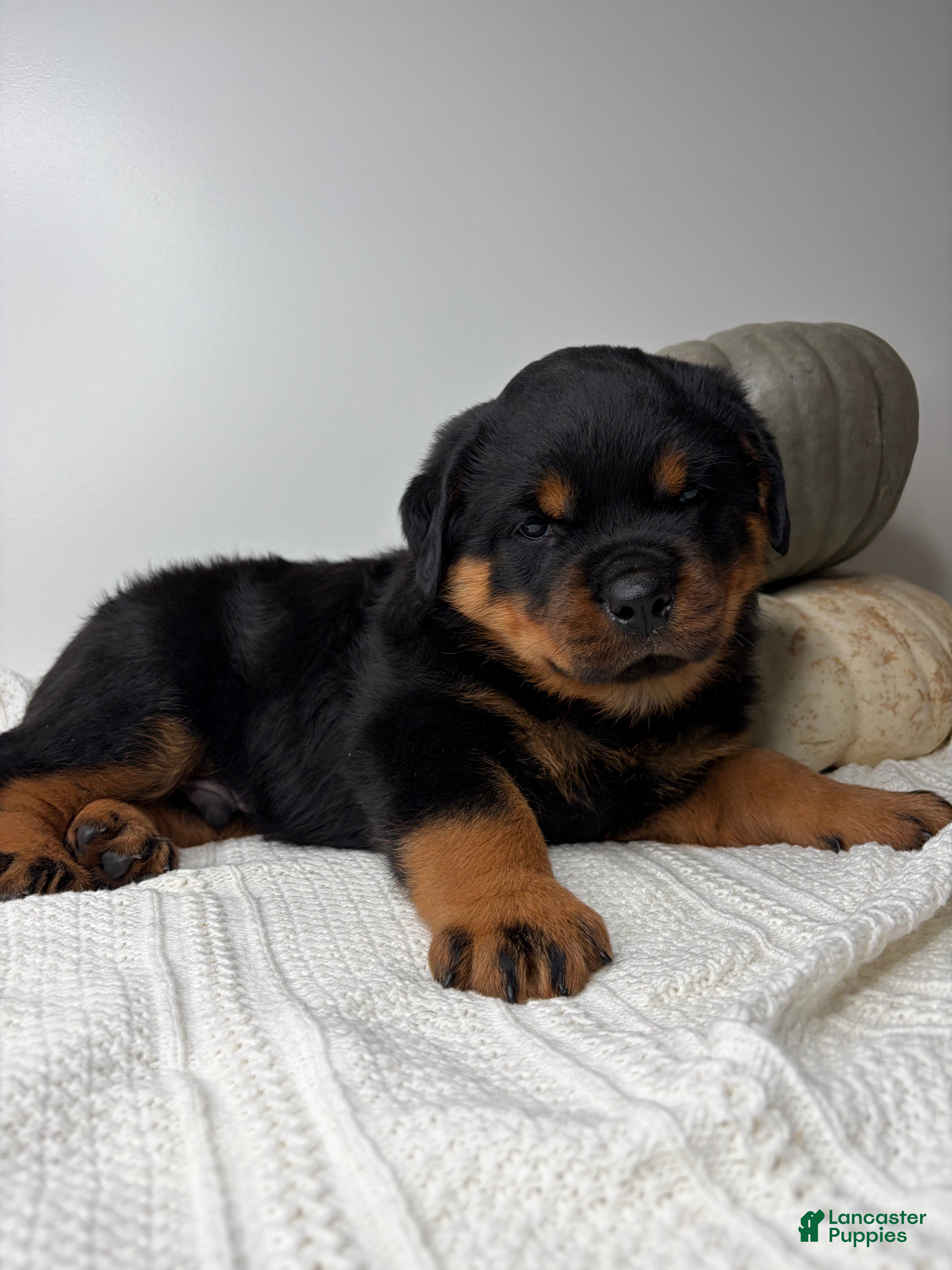 Rottweiler dogs Chase - Ad 1