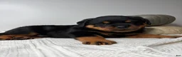 Rottweiler dogs for sale: Chase - Ad 1