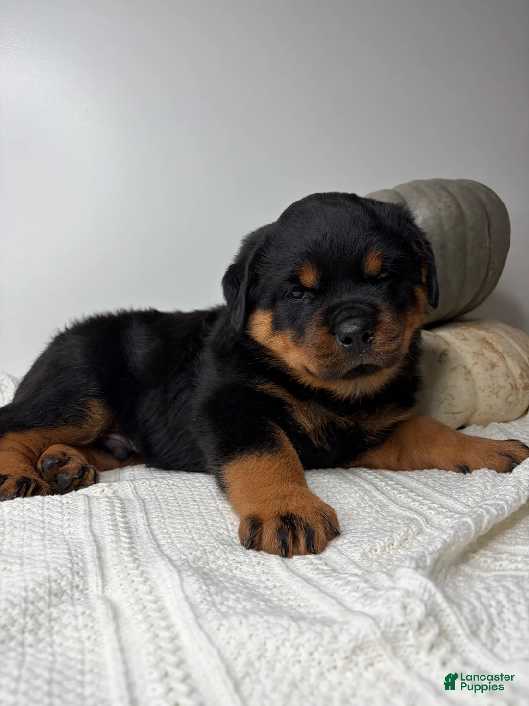 Rottweiler dogs for sale: Chase - Ad 1