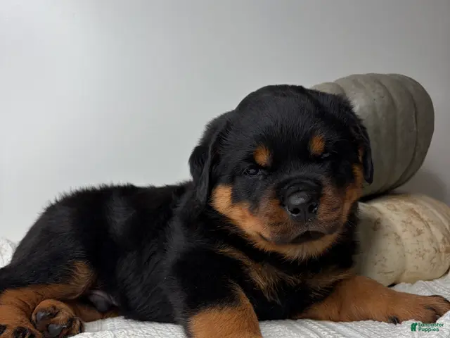 Rottweiler dogs Chase - Ad 1
