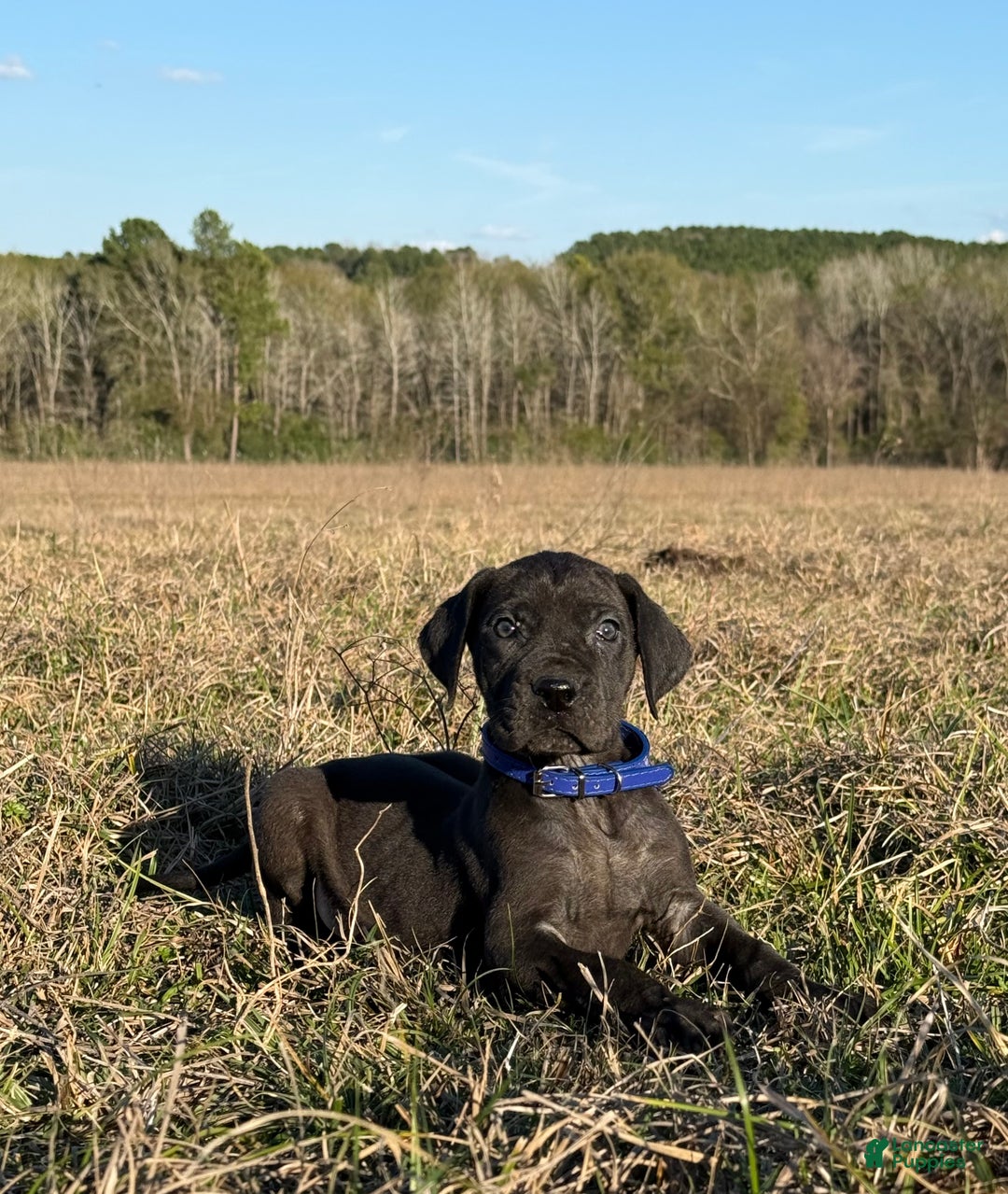 Great Dane dogs for sale: Solid Black Alabama - Big Al.  - Ad 4