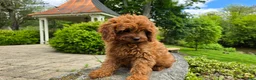 Cavapoo dogs for sale: Hope - Ad 6