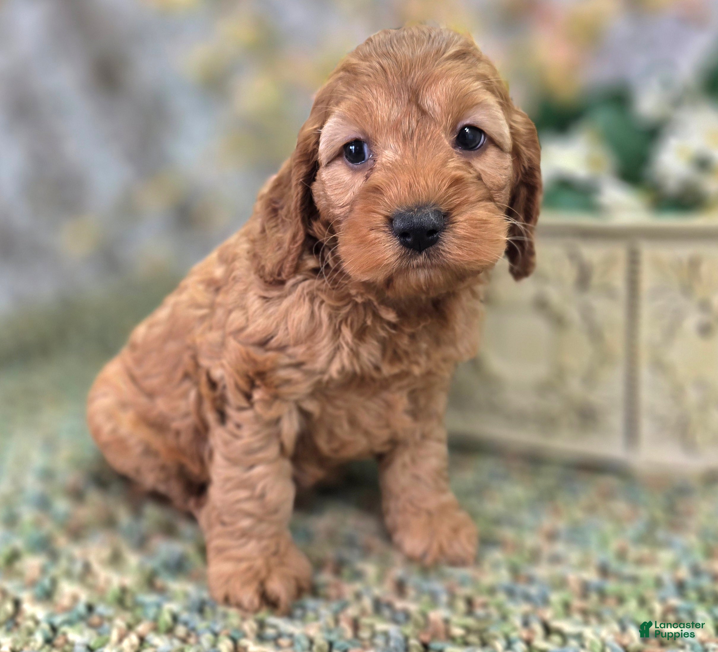 Cockapoo dogs Moonbow - Ad 26