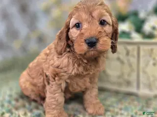 Cockapoo dogs Moonbow - Ad 14