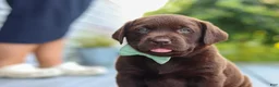 Labrador Retriever dogs for sale: Echo - Ad 3