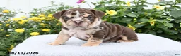 English Bulldog dogs for sale: Prince - Ad 5