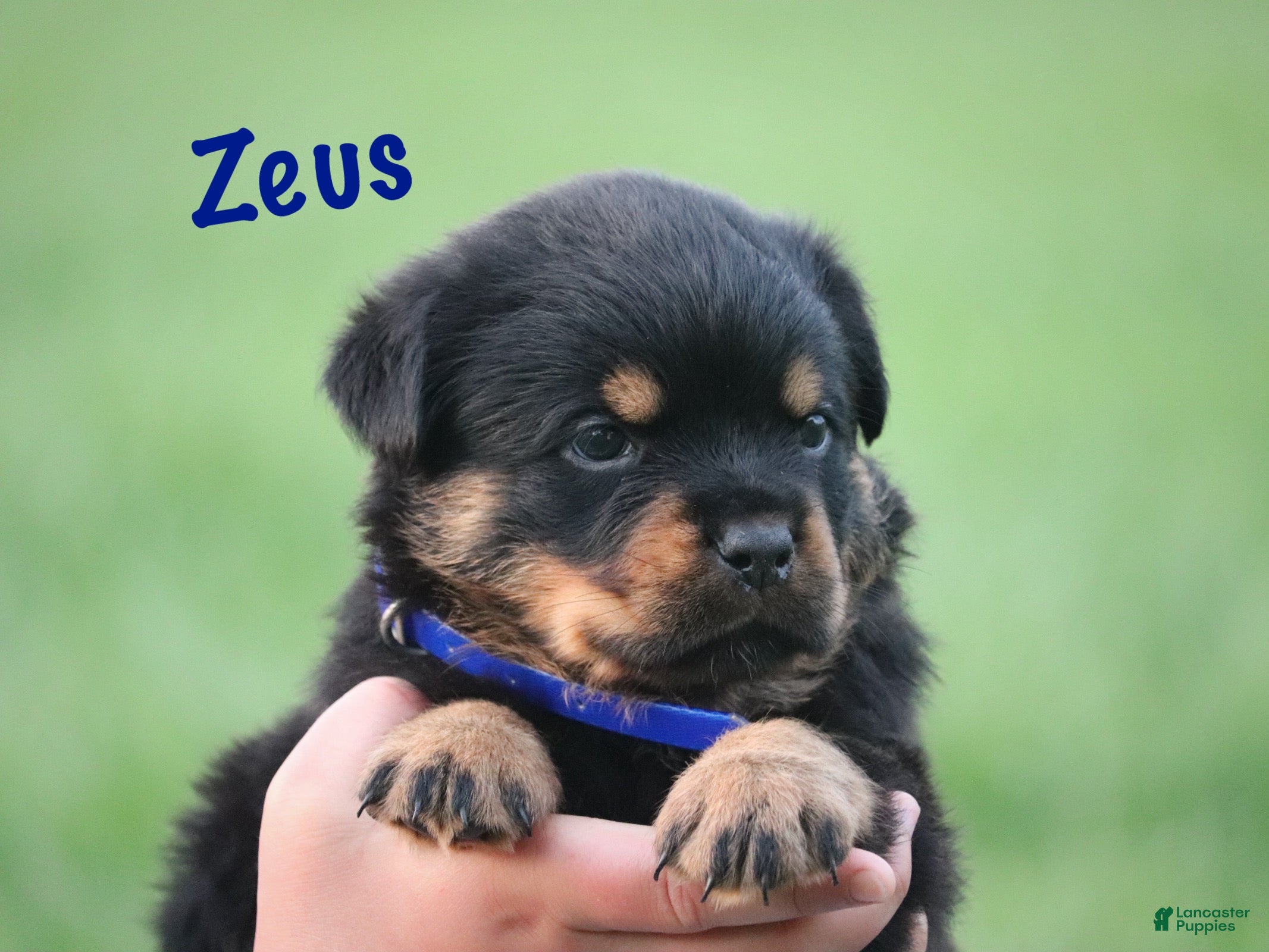 Rottweiler dogs Zeus w LONG TAIL  - Ad 2