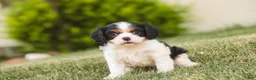 Cavalier King Charles Spaniel dogs for sale: Percy Cavalier King Charles Spaniel  - Ad 2
