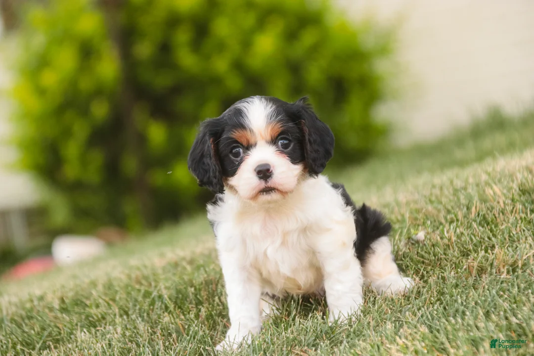 Cavalier King Charles Spaniel dogs for sale: Percy Cavalier King Charles Spaniel  - Ad 2