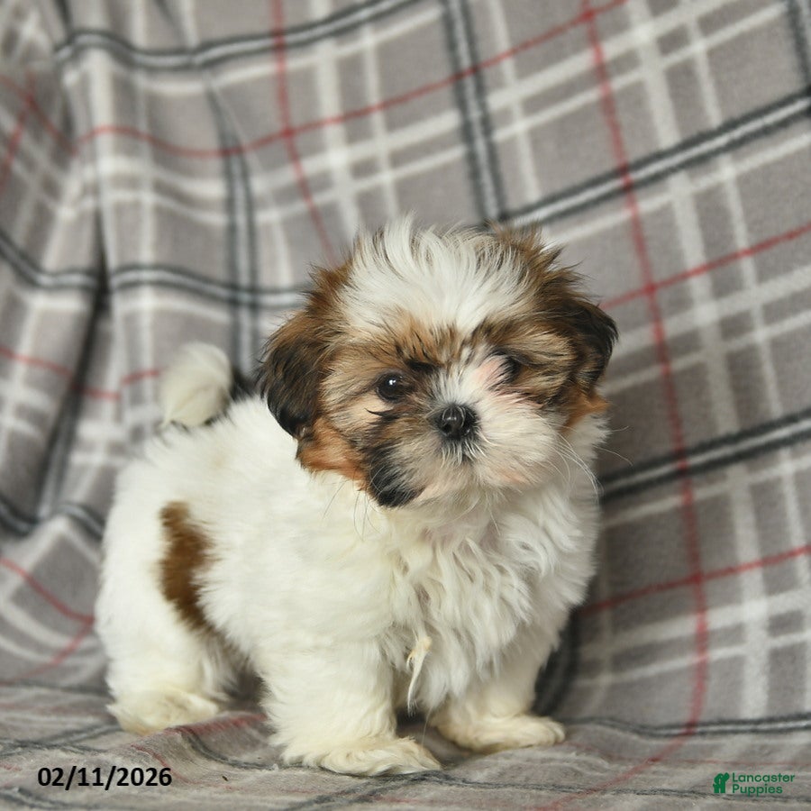 Shih Tzu dogs Velvet  - Ad 26