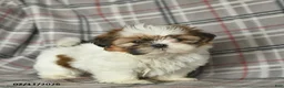 Shih Tzu dogs for sale: Velvet  - Ad 1