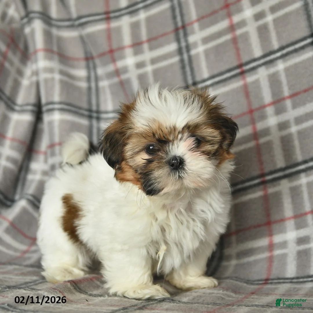 Shih Tzu dogs for sale: Velvet  - Ad 1