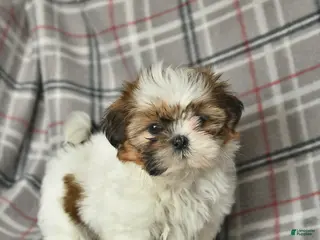 Shih Tzu dogs Velvet - Ad 26