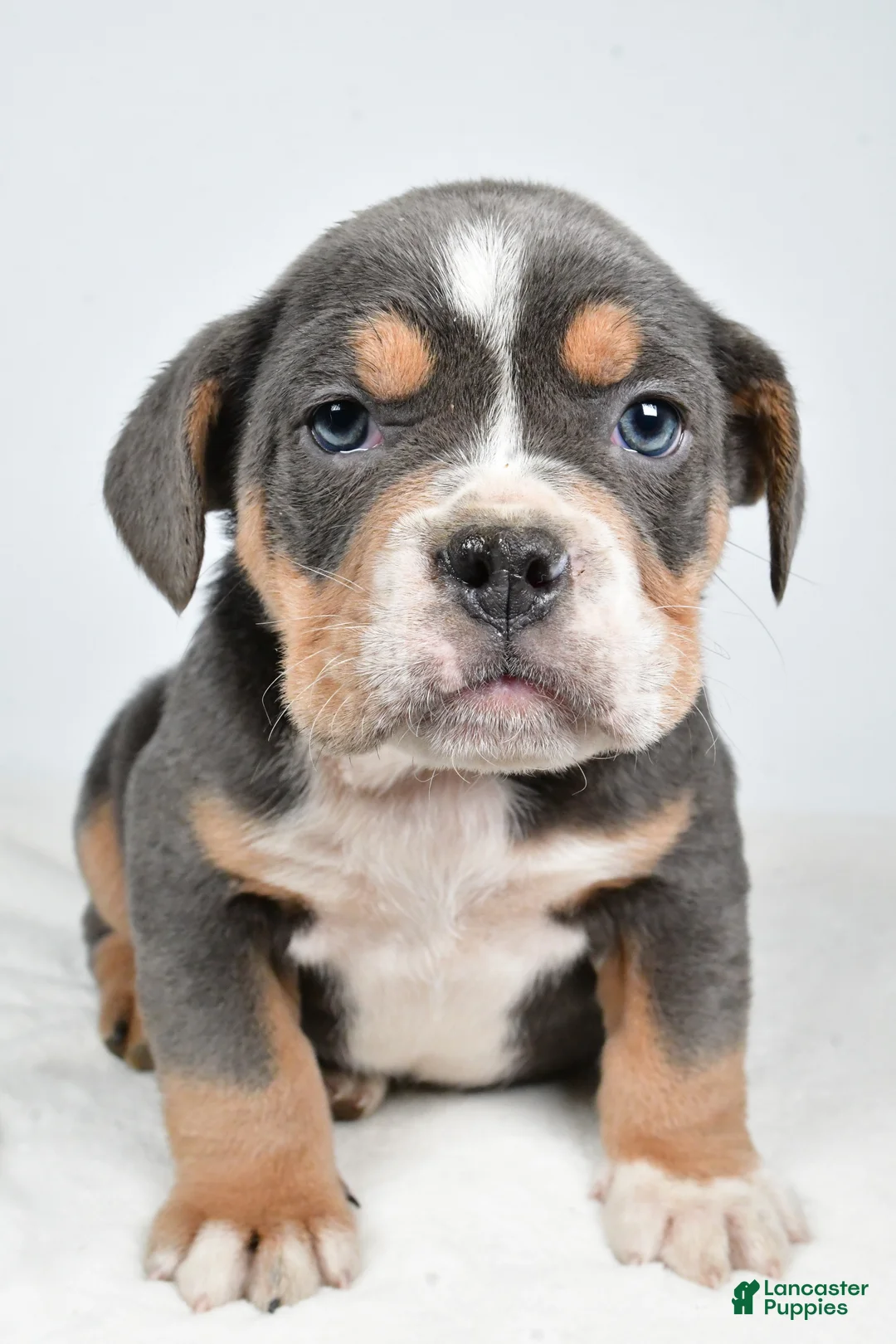 Beabull dogs for sale: Carter - Ad 4