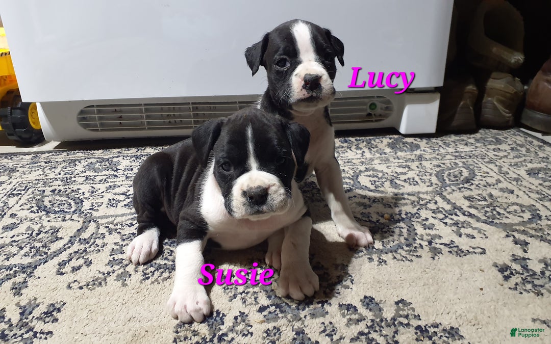 Boxer dogs for sale: Susie - Ad 3