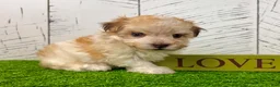 Havanese dogs for sale: Gabriel - Ad 5