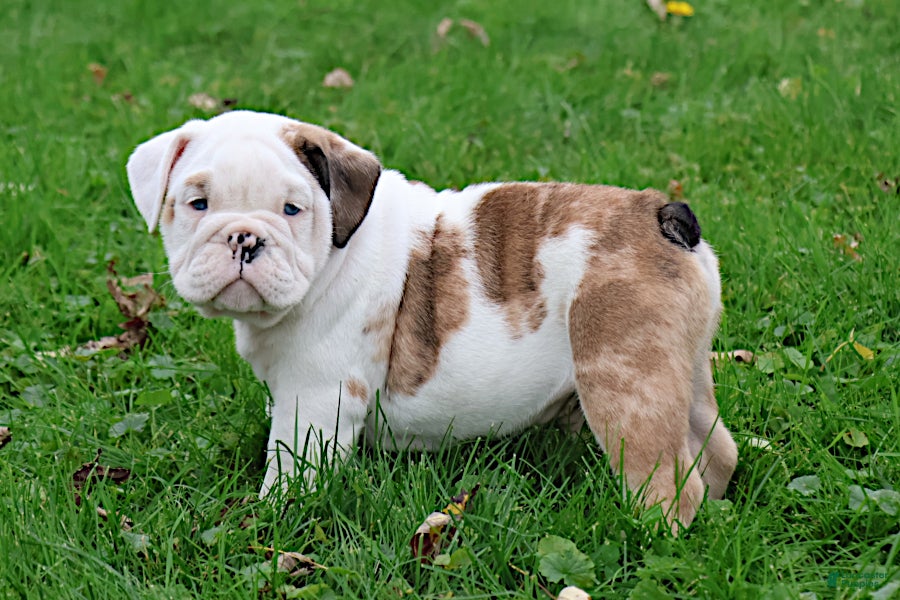 English Bulldog dogs Maestro - Ad 1