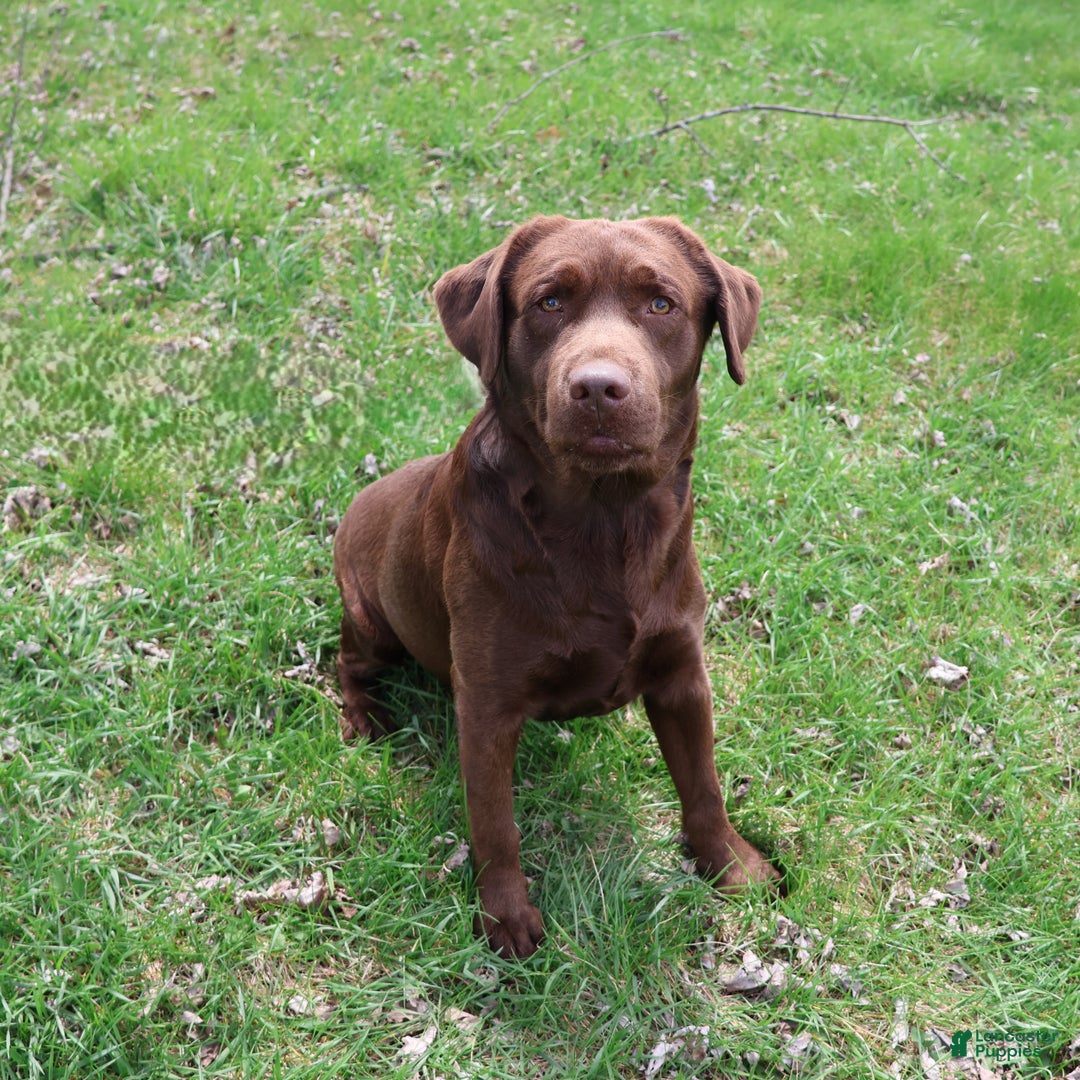 Labrador Retriever dogs for sale: Chai - Ad 10