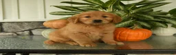 Labrador Retriever dogs for sale: Fay - Ad 1