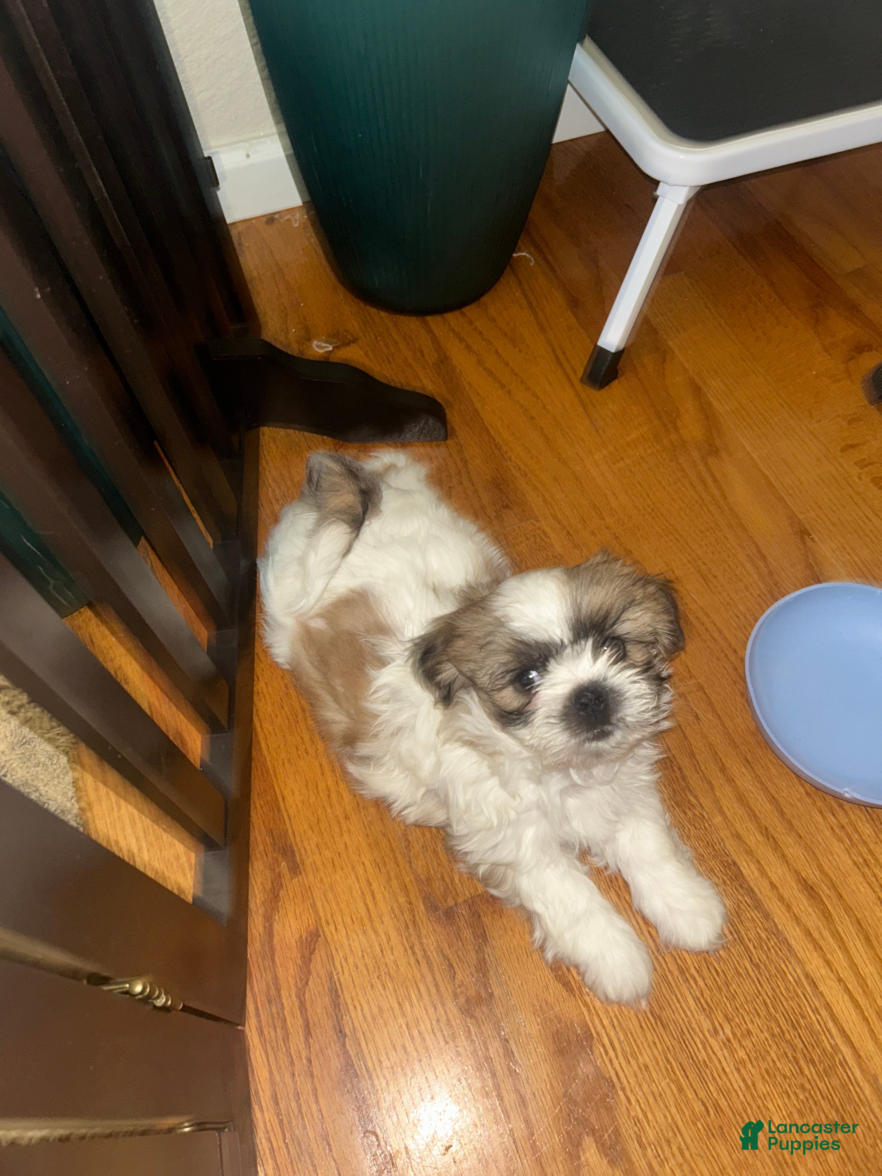 Shih Tzu dogs for sale: Shih Tzu 1 - Ad 1