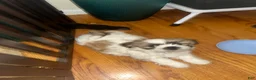 Shih Tzu dogs for sale: Shih Tzu 1 - Ad 1