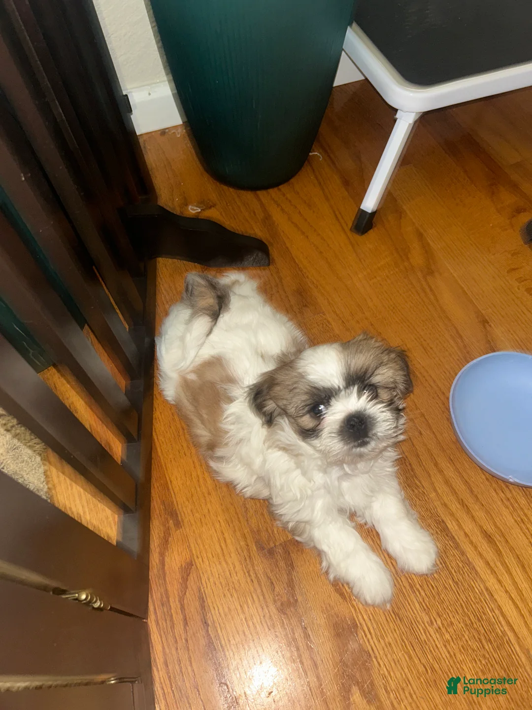 Shih Tzu dogs for sale: Shih Tzu 1 - Ad 1