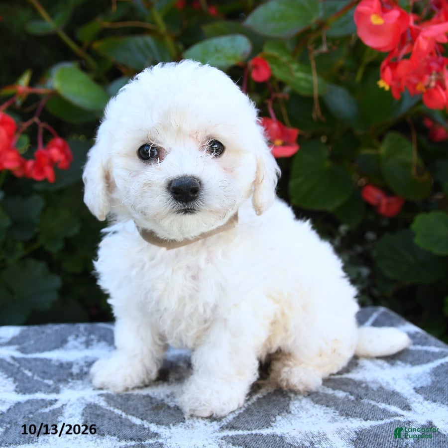 Bichon Frise dogs for sale: Olivia - Ad 2