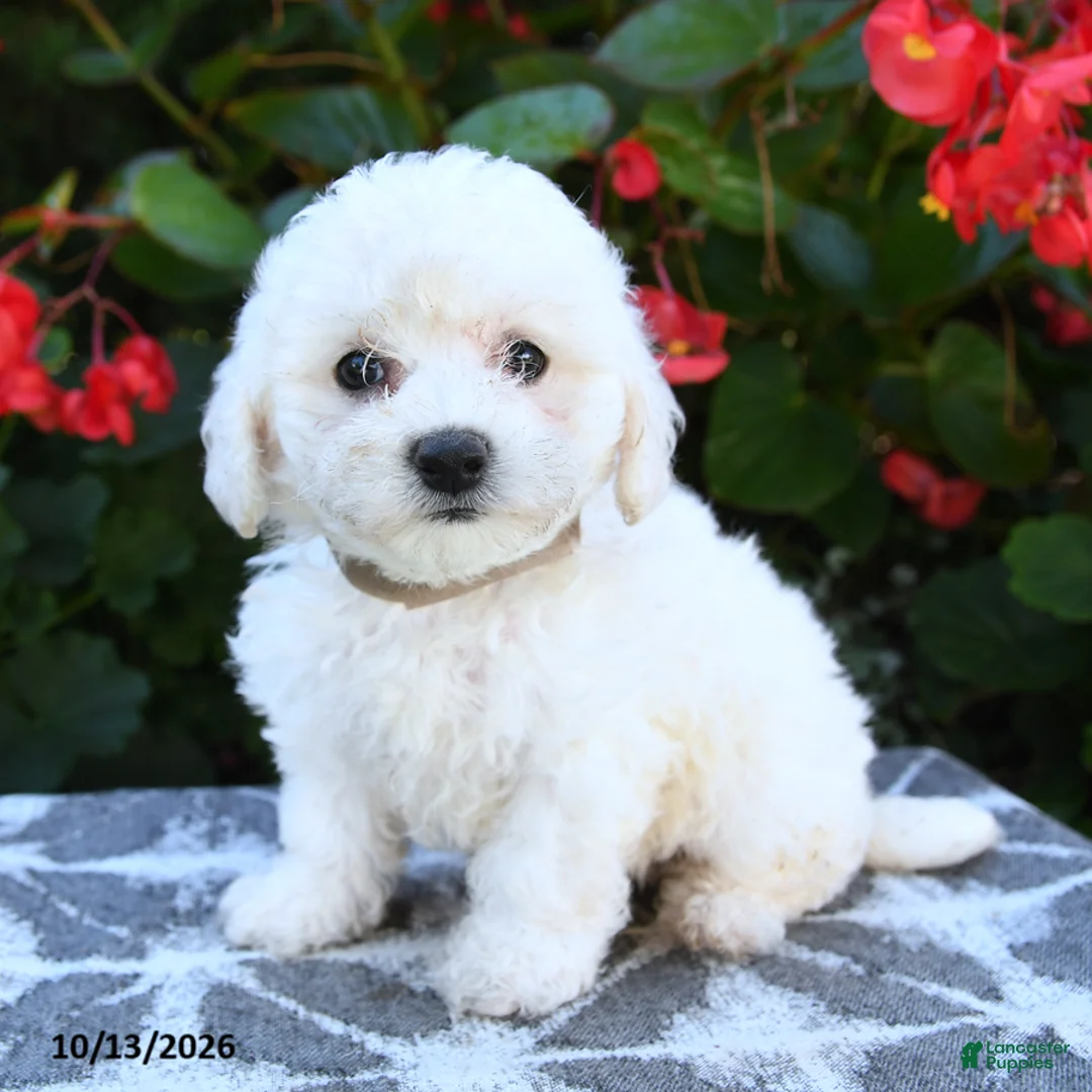 Bichon Frise dogs for sale: Olivia - Ad 2