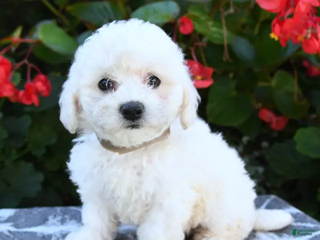 Bichon Frise dogs for sale: Olivia - Ad 2