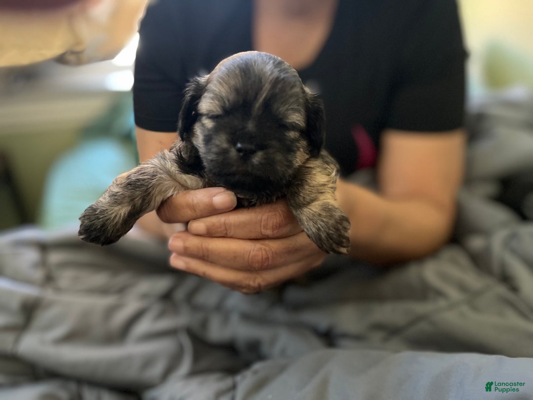 Mixed Breed dogs for sale: Mixed Breed Puppy 2 - Ad 3