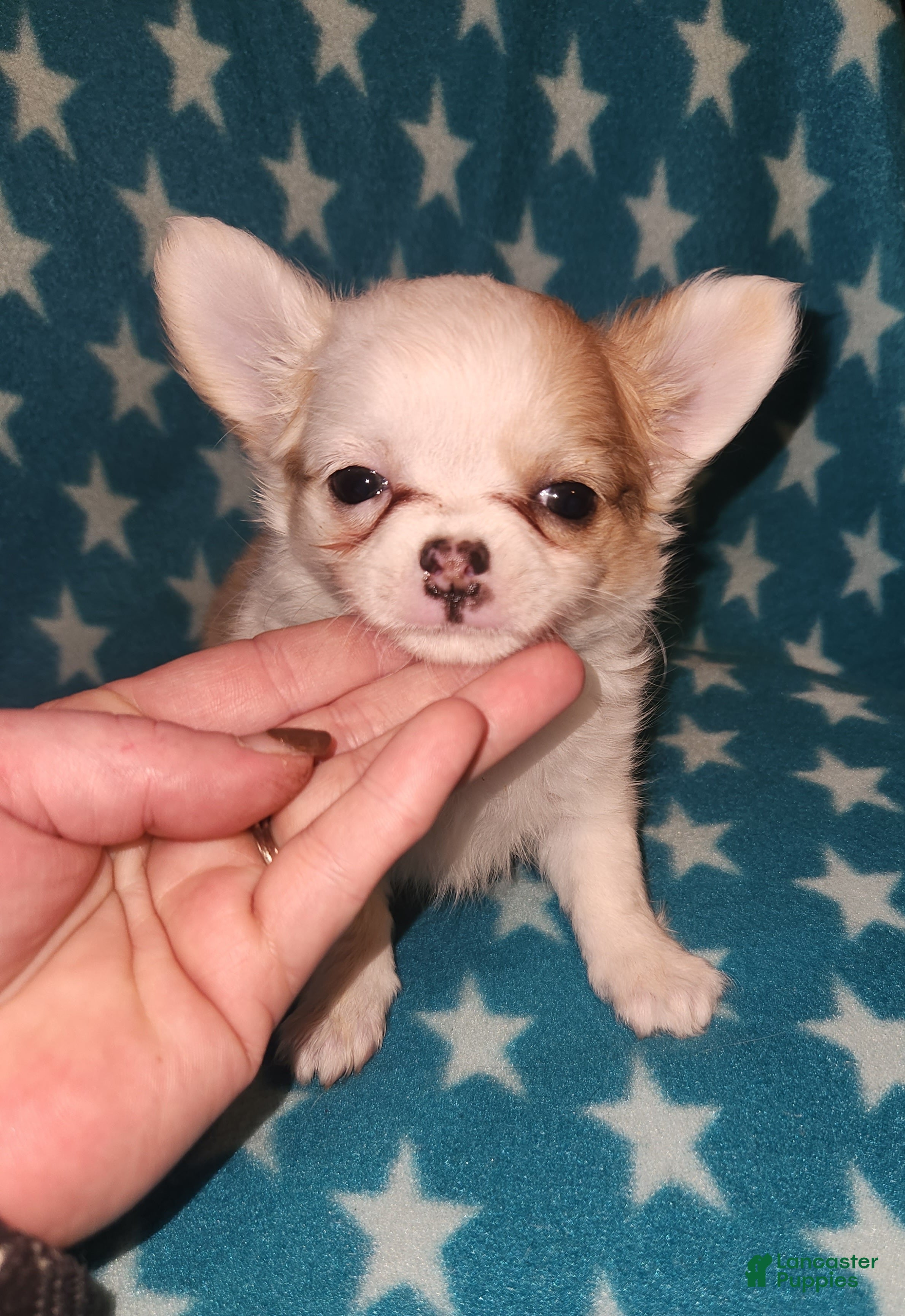 Chihuahua dogs Sammy - Ad 21