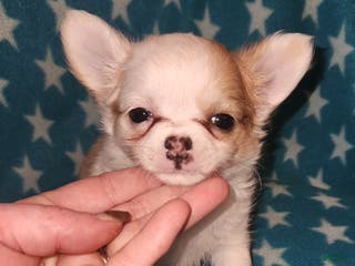 Chihuahua dogs Sammy - Ad 9