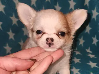 Chihuahua dogs Sammy - Ad 1