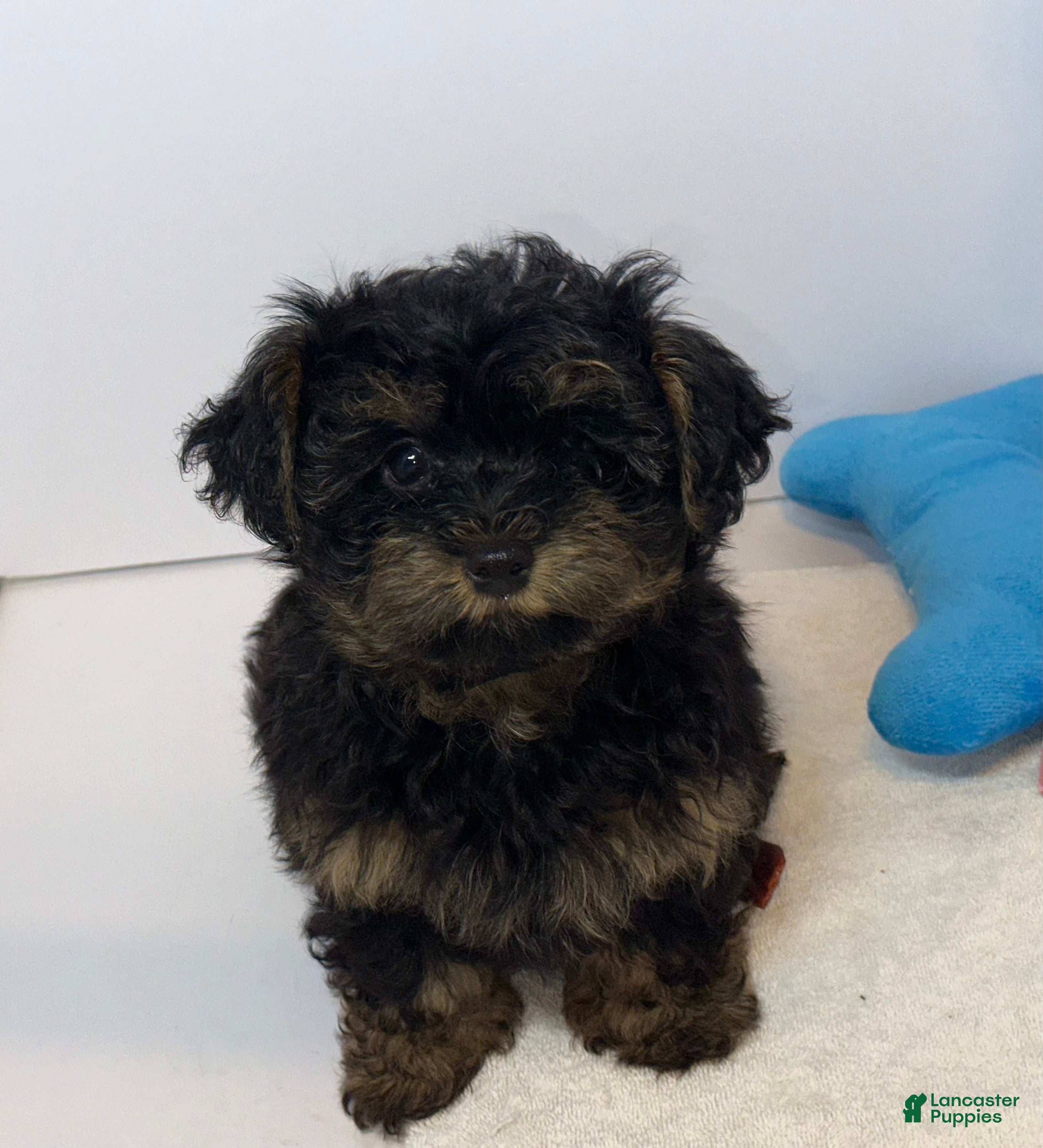 Mixed Breed dogs Prince - Ad 1