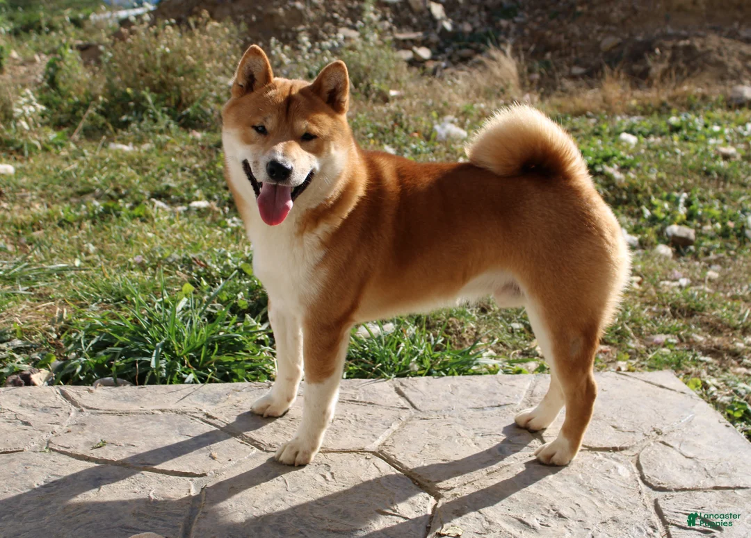 Shiba Inu dogs for sale: Ornament  - Ad 12