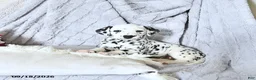 Dalmatian dogs for sale: Sadie - Ad 3