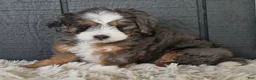Mini Bernedoodle dogs for sale: Jodie F1b - Ad 10