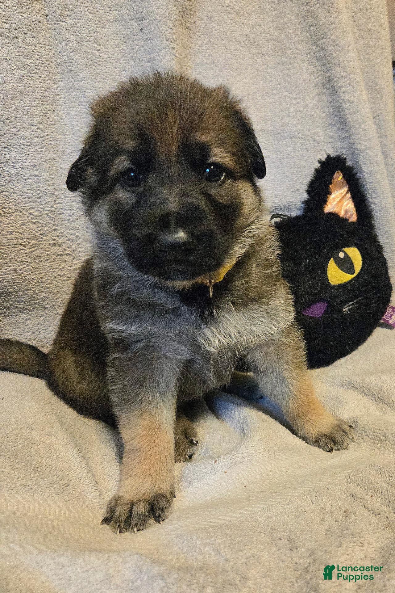 German Shepherd dogs Dolly - Ad 1
