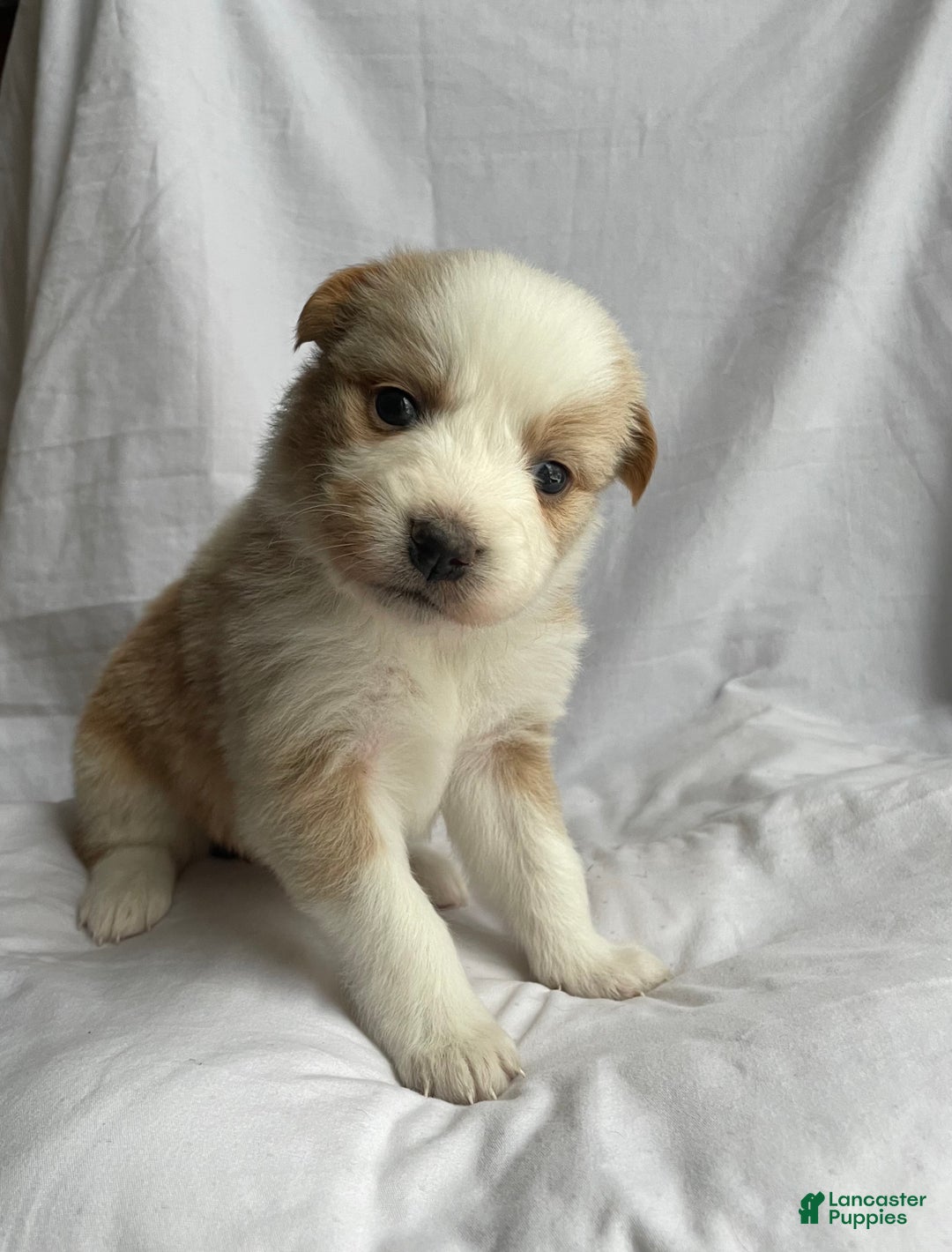 Australian Shepherd dogs for sale: Clover - Ad 4