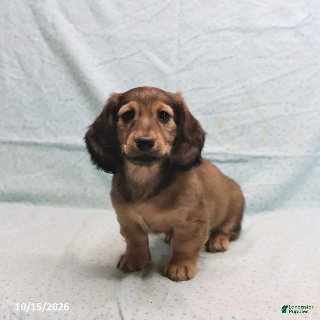 Dachshund dogs for sale: Alex - Ad 1