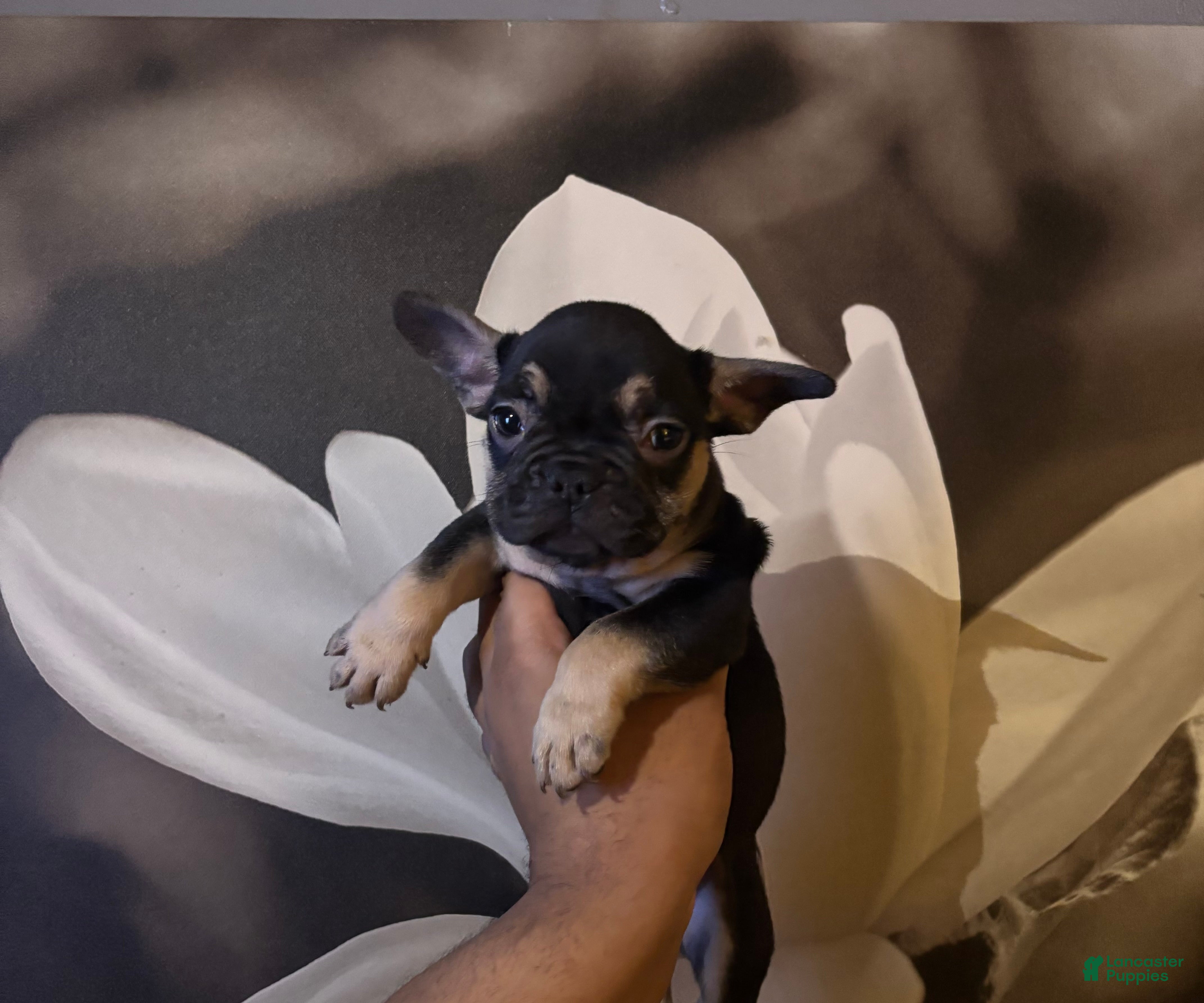 French Bulldog dogs Asher - Ad 20